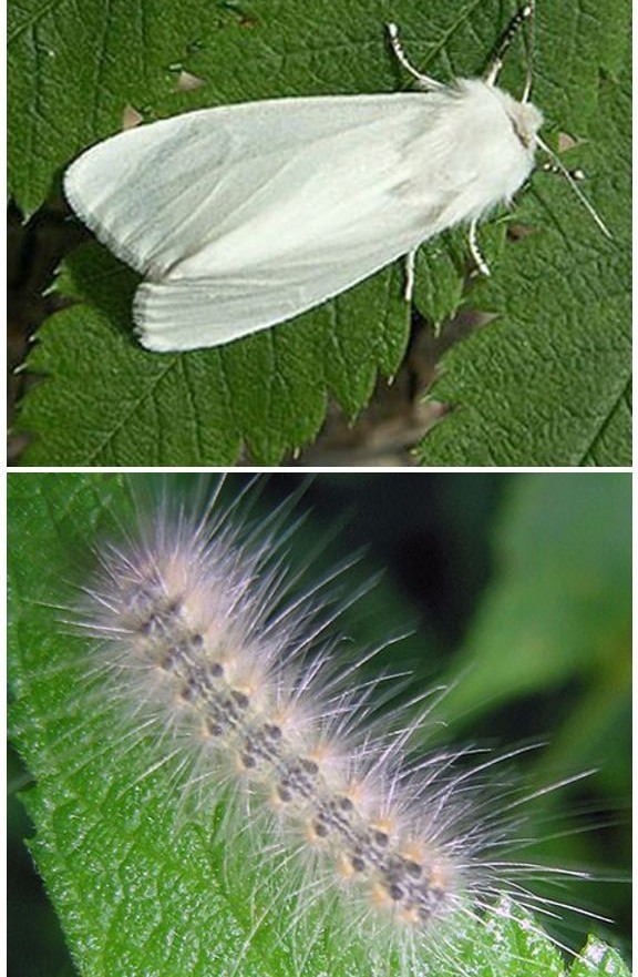 Гусеницы американской белой бабочки (Hyphantria cunea)